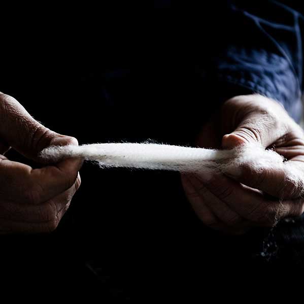 澳大利亞美麗諾羊